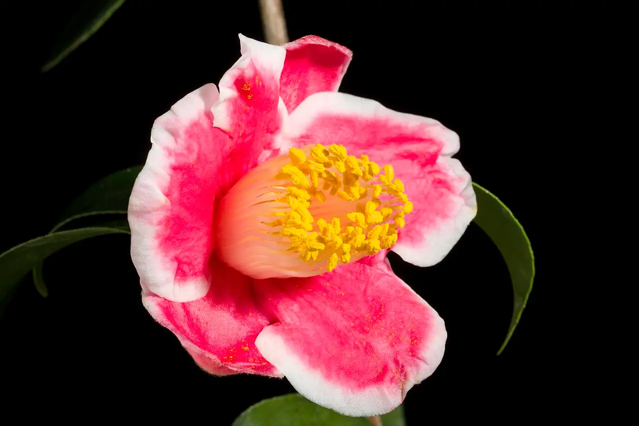山茶 (Camellia japonica) — 更多视角