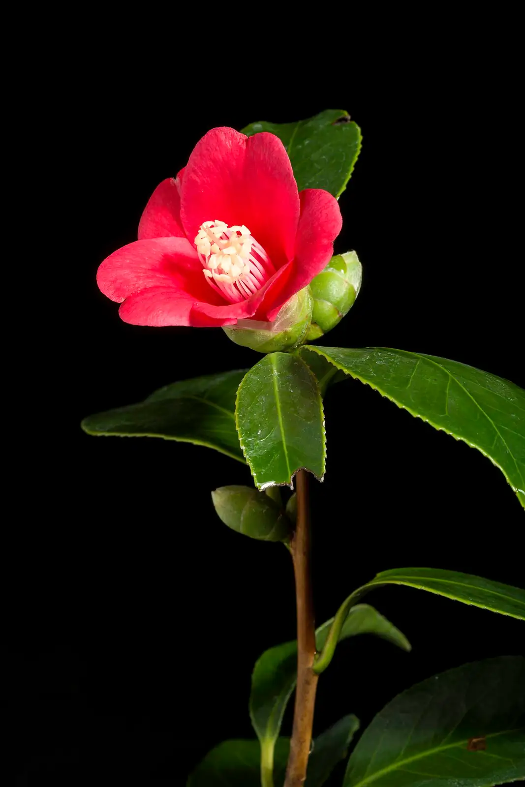 山茶 (Camellia japonica) — 更多视角