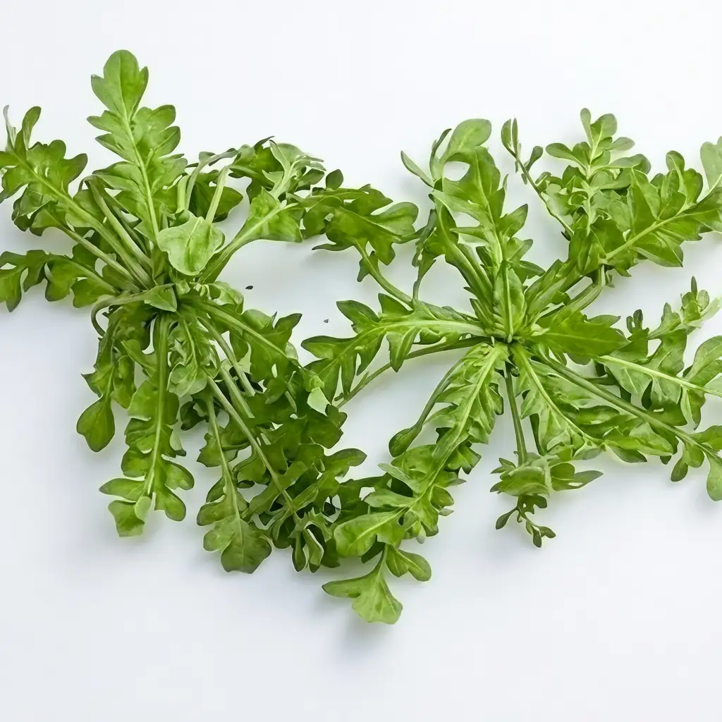 荠菜 (Capsella bursa-pastoris) — 环境展示