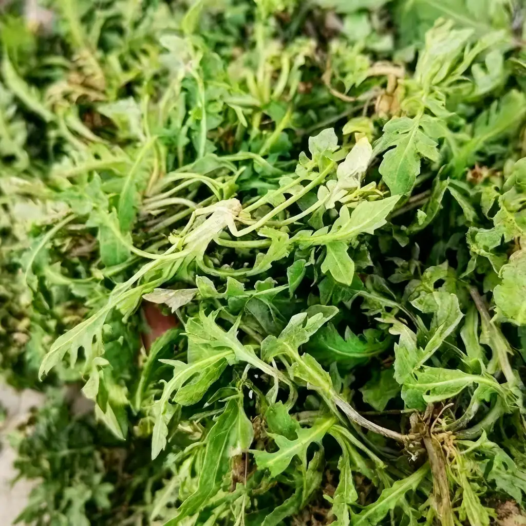 荠菜 (Capsella bursa-pastoris) — 主图