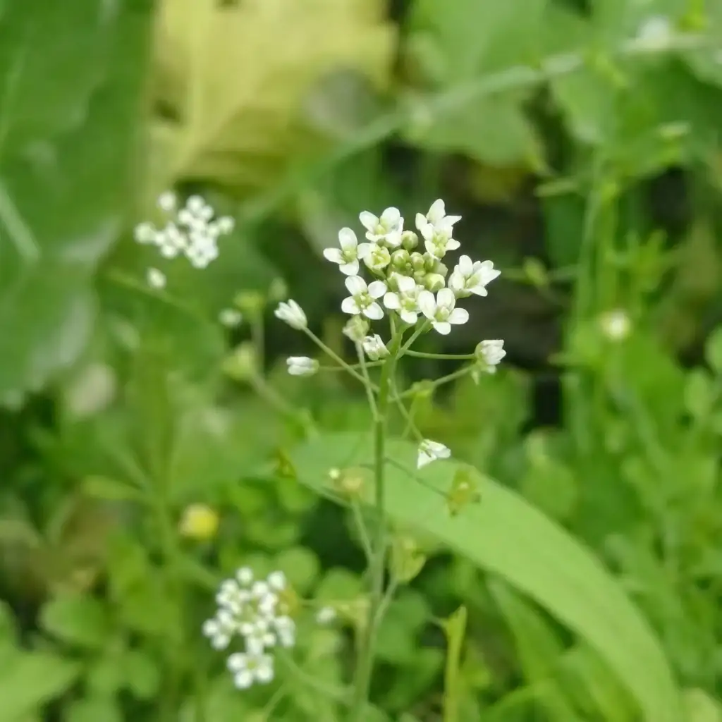 荠菜 (Capsella bursa-pastoris) — 特写