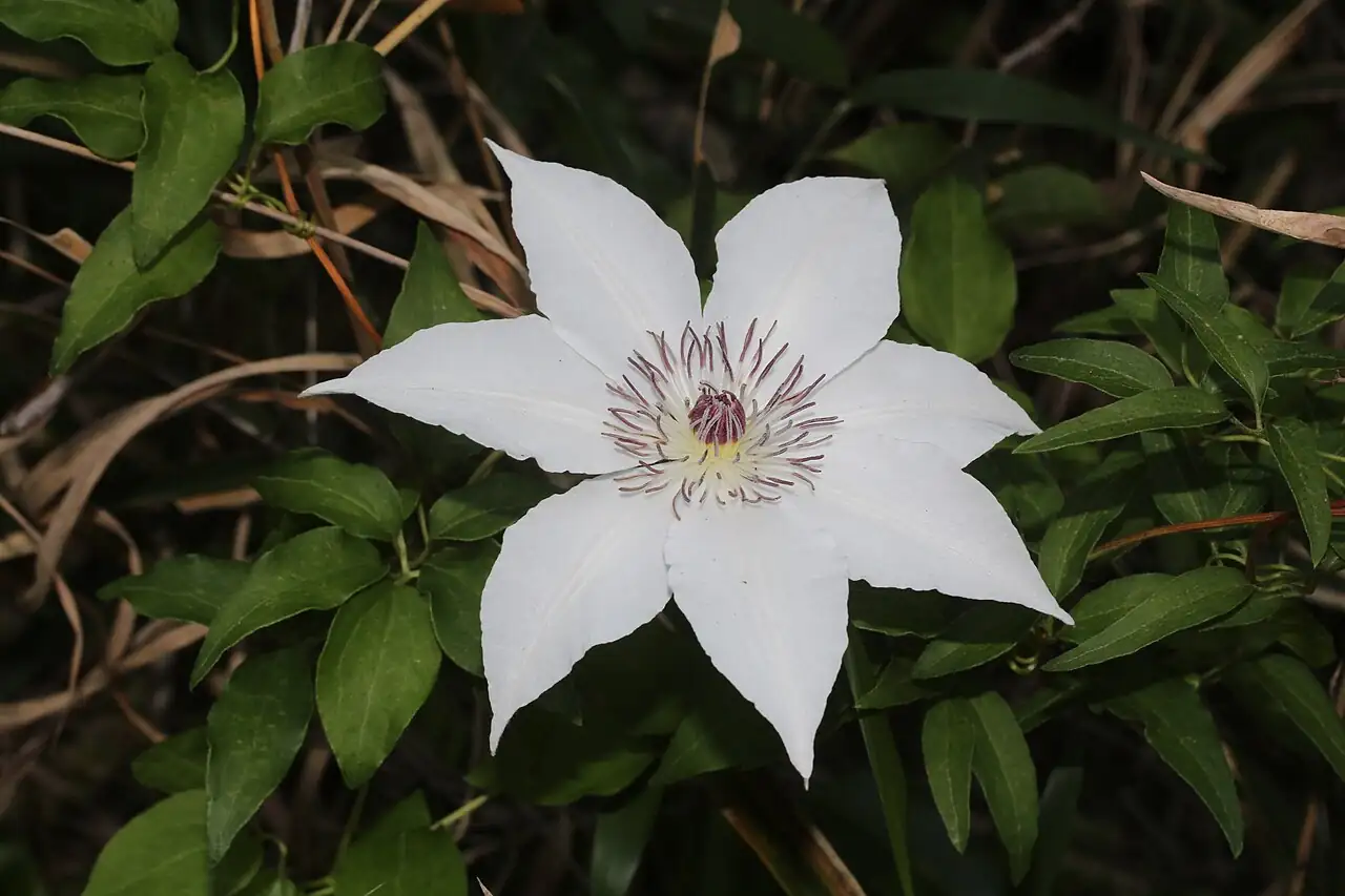 转子莲 (Clematis patens) — 主图