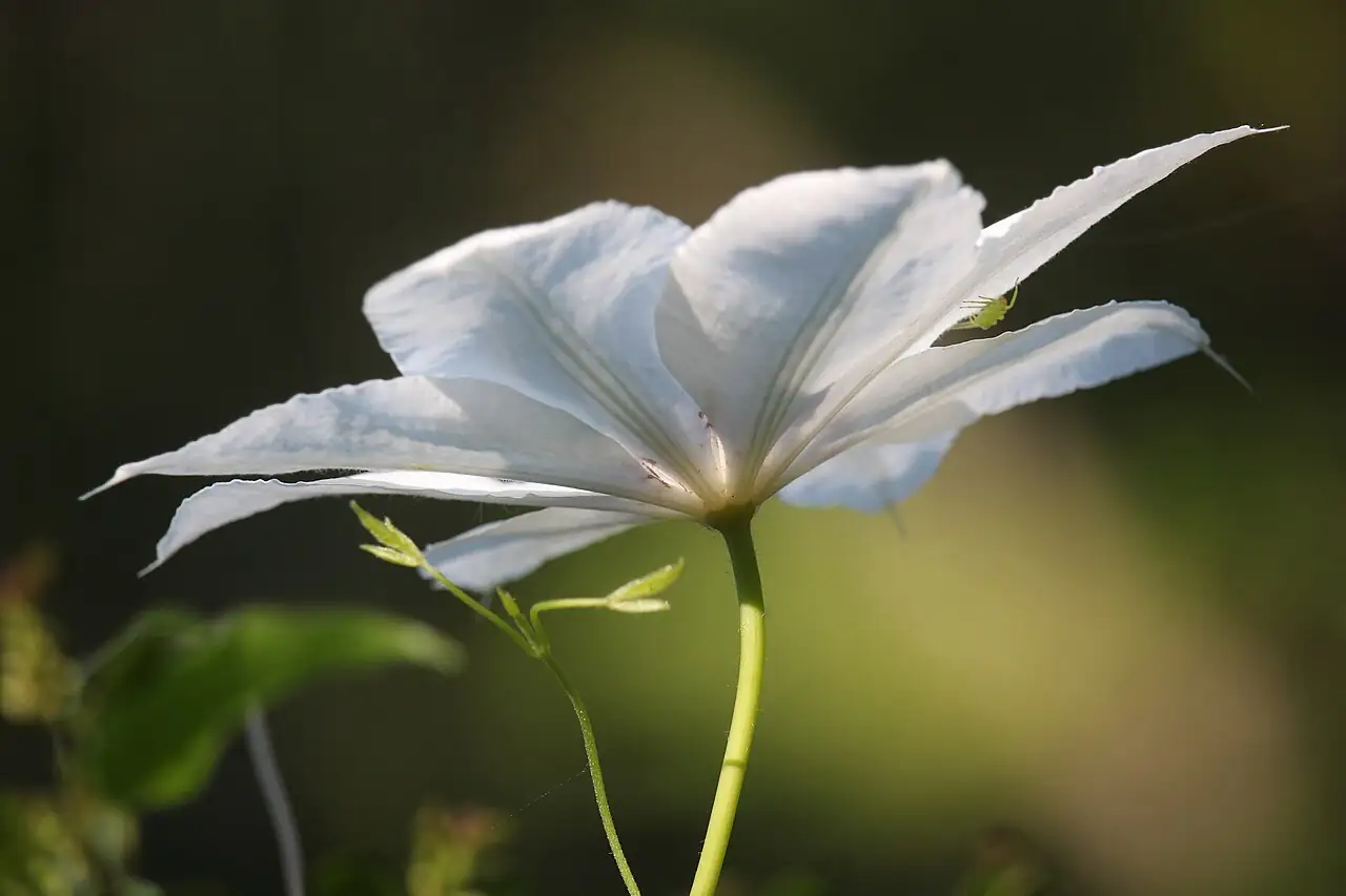 转子莲 (Clematis patens) — 细节