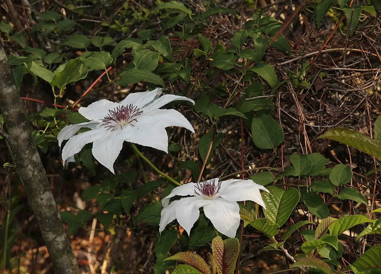 转子莲 (Clematis patens) — 更多视角