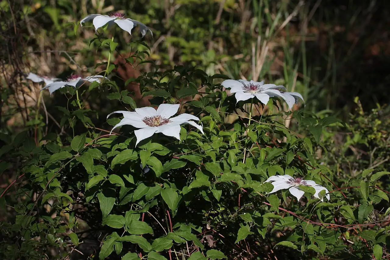 转子莲 (Clematis patens) — 更多视角