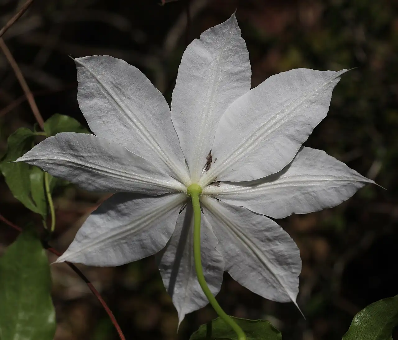 转子莲 (Clematis patens) — 更多视角