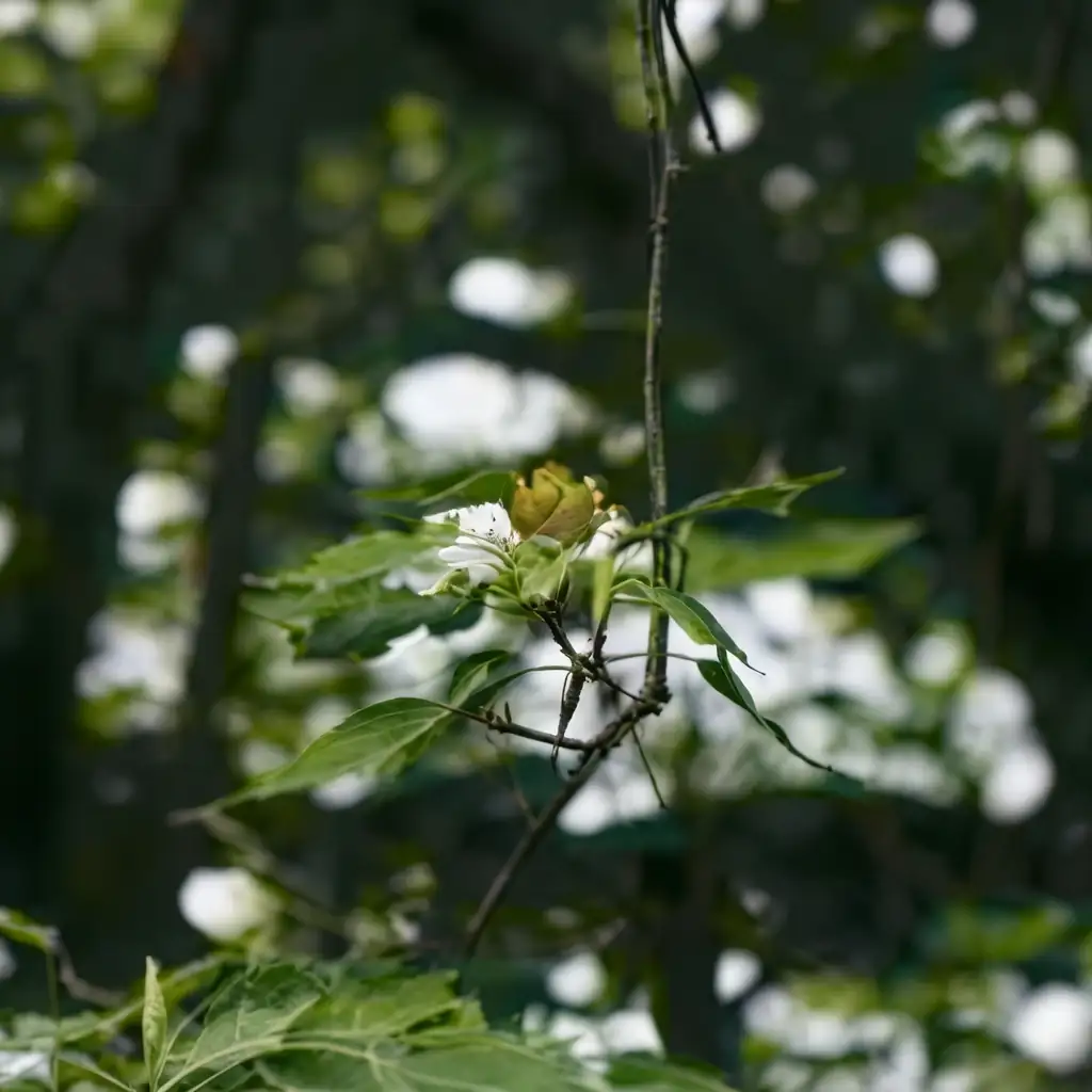 鹅掌楸 (Liriodendron chinense) — 细节