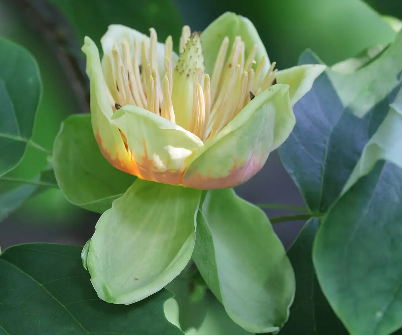 鹅掌楸 (Liriodendron chinense) — 特写