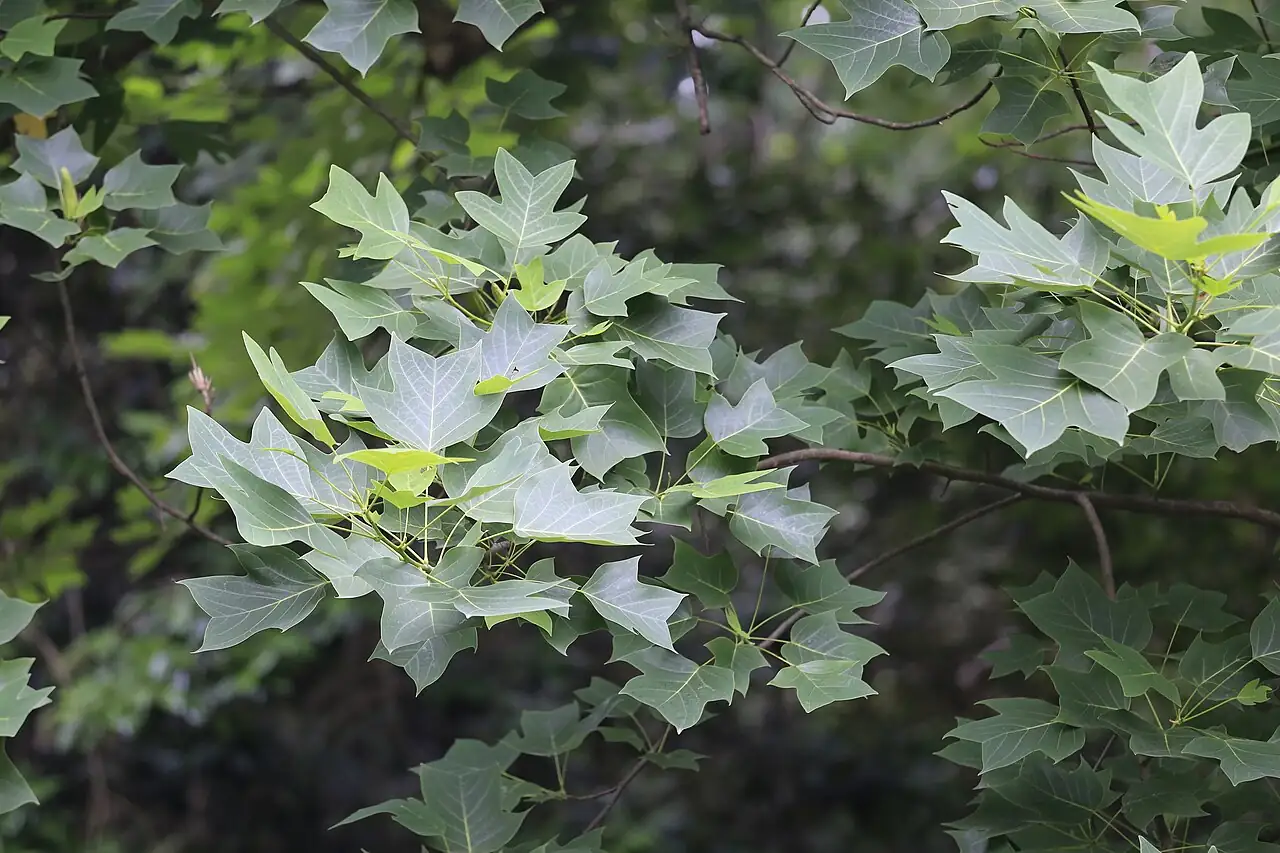 鹅掌楸 (Liriodendron chinense) — 环境展示