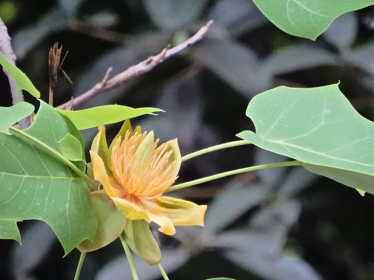 鹅掌楸 (Liriodendron chinense) — 更多视角
