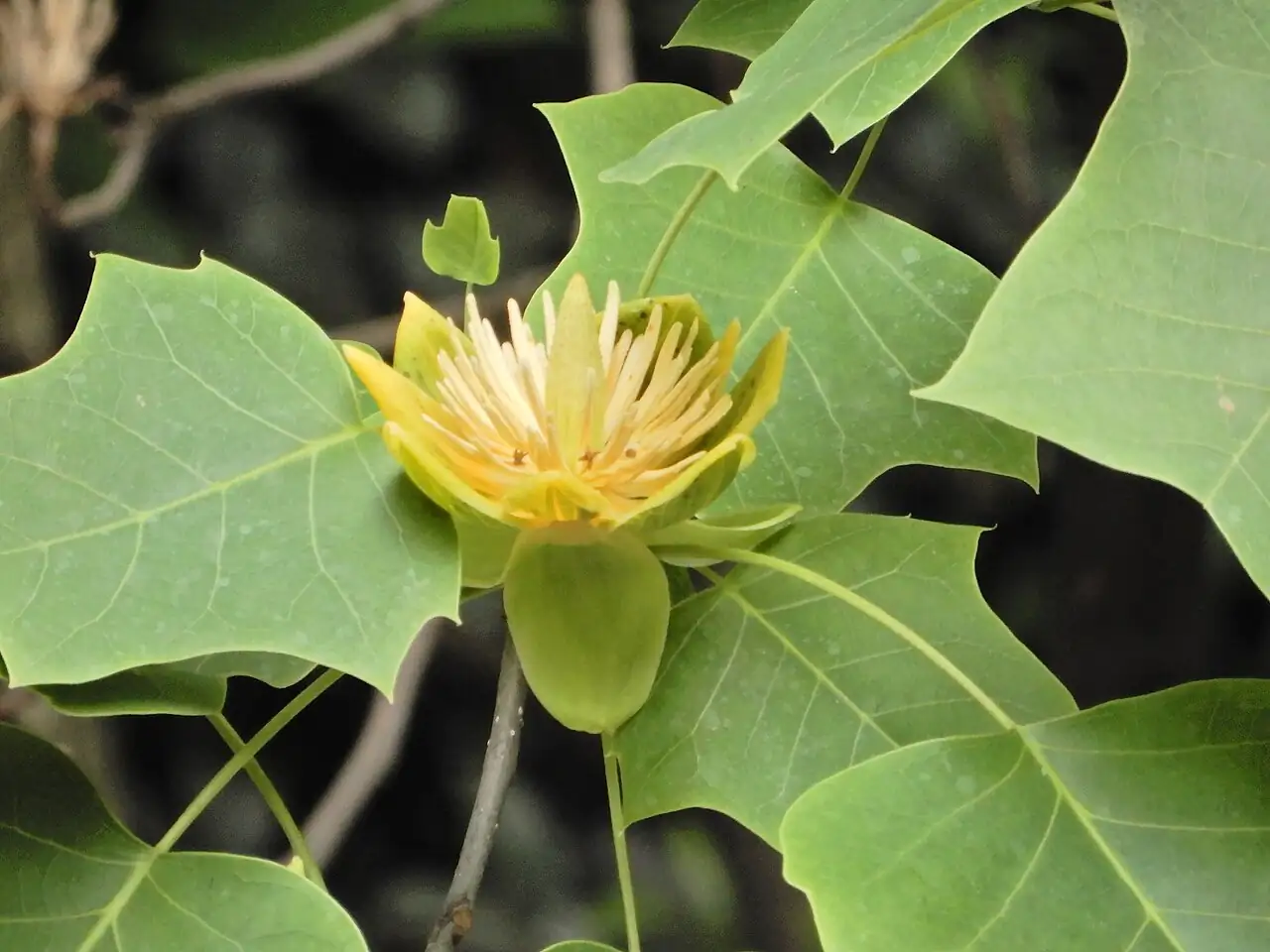 鹅掌楸 (Liriodendron chinense) — 更多视角