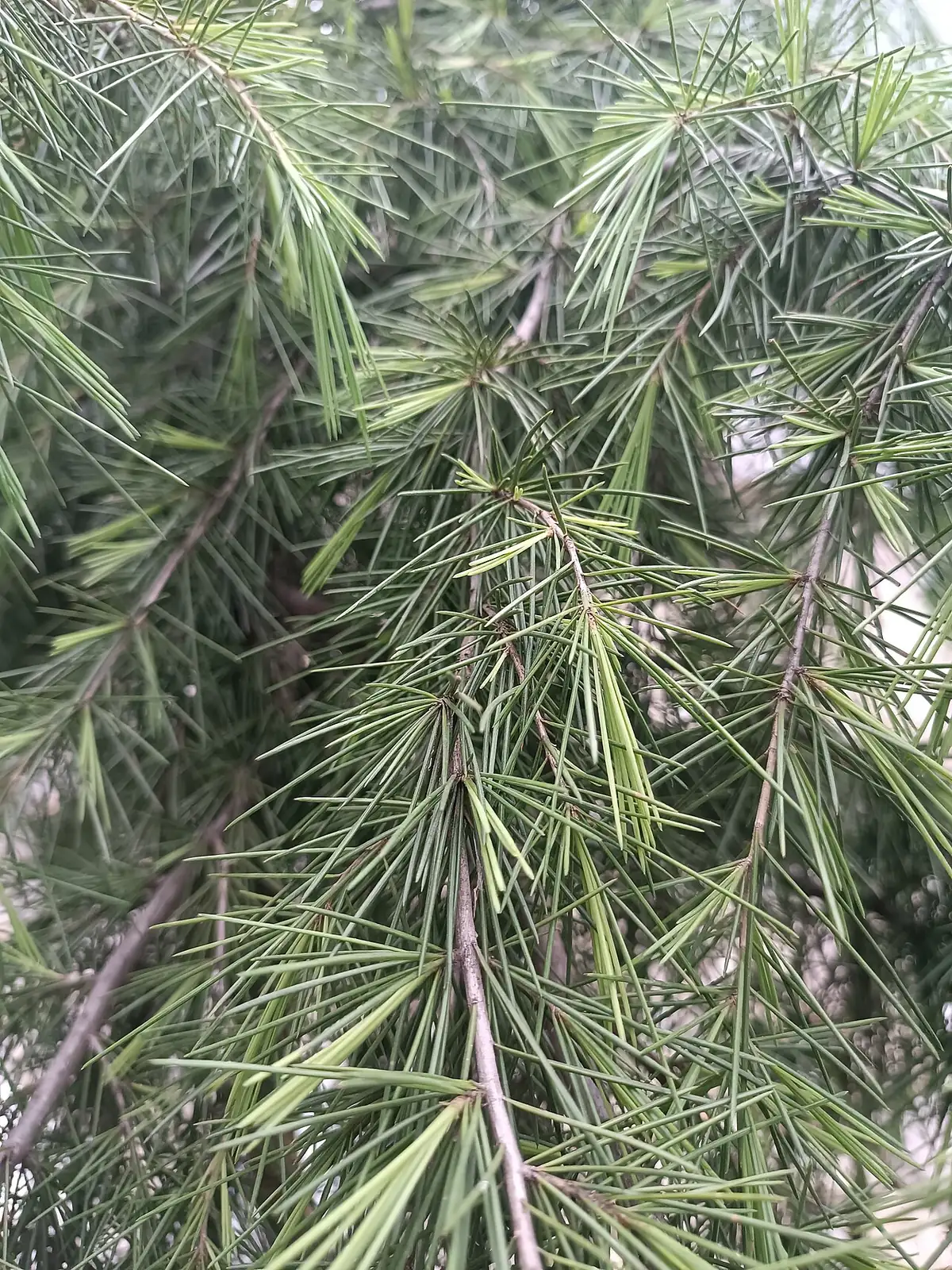 雪松 (Cedrus deodara) — 特写