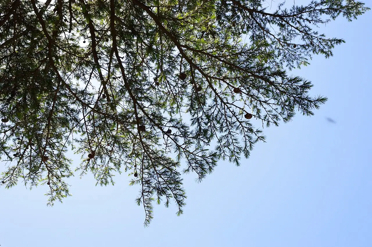 雪松 (Cedrus deodara) — 环境展示