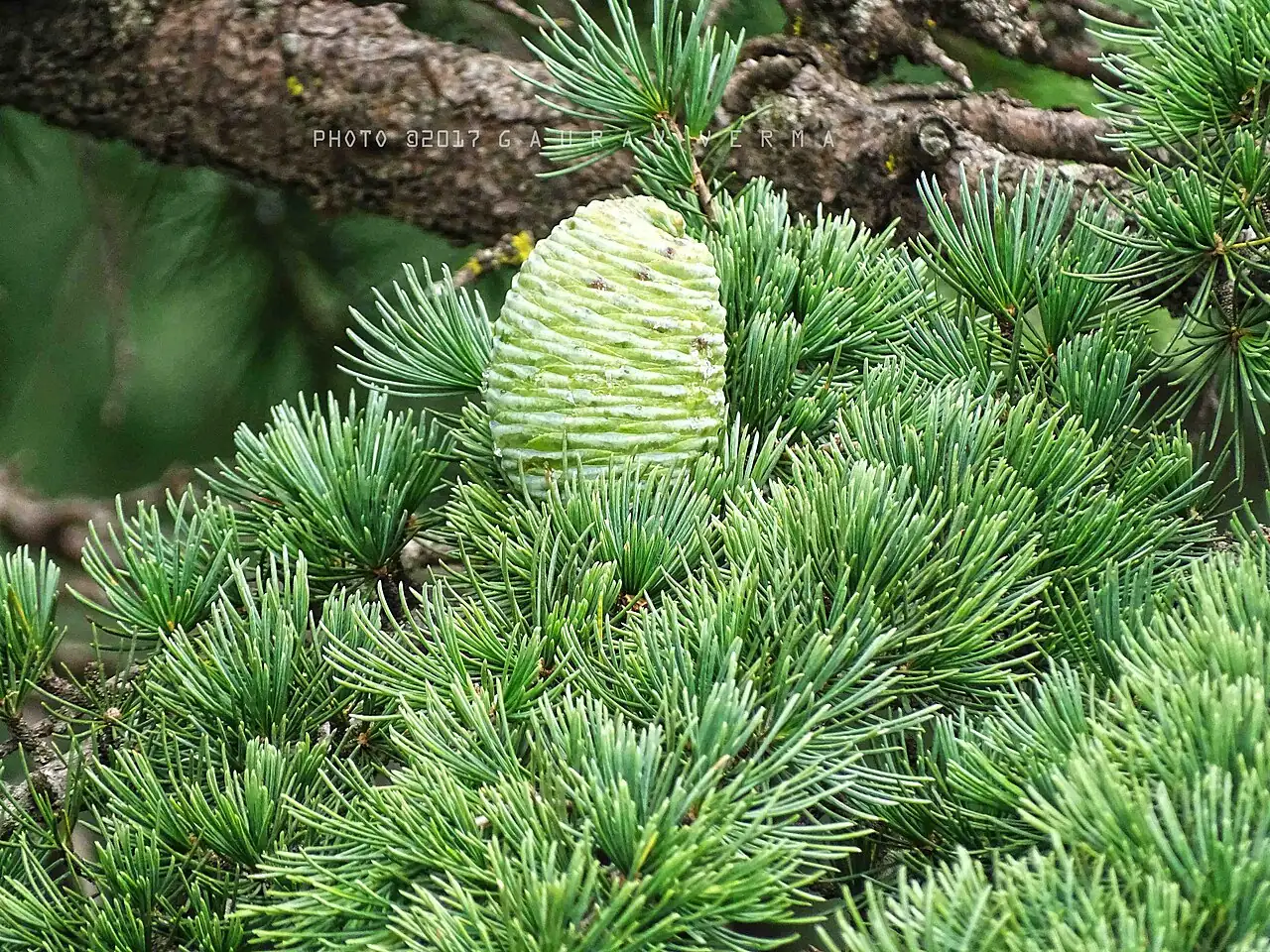 雪松 (Cedrus deodara) — 主图