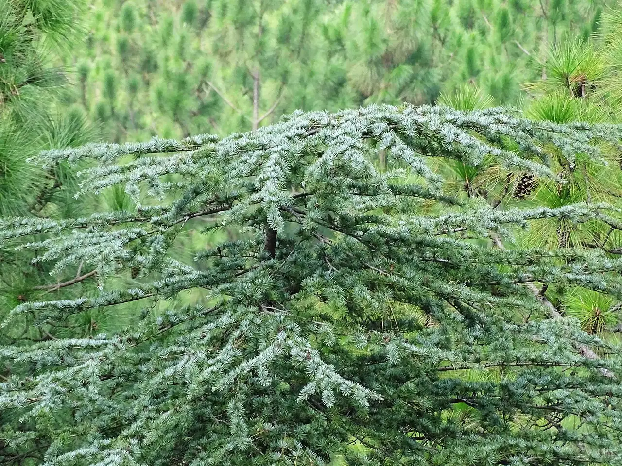 雪松 (Cedrus deodara) — 更多视角