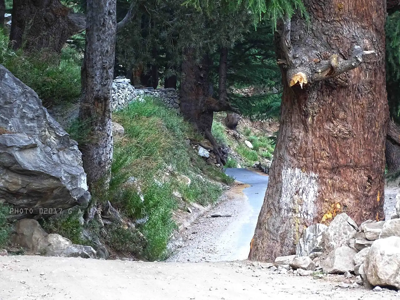 雪松 (Cedrus deodara) — 更多视角
