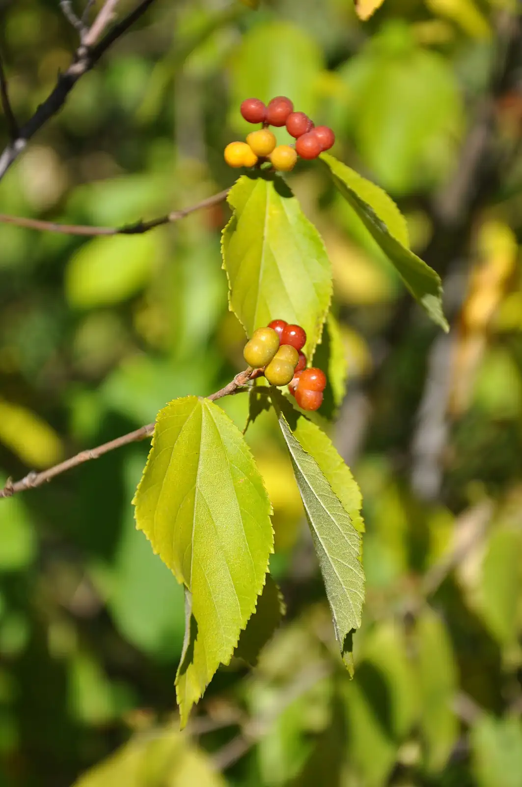 扁担杆 (Grewia biloba) — 特写
