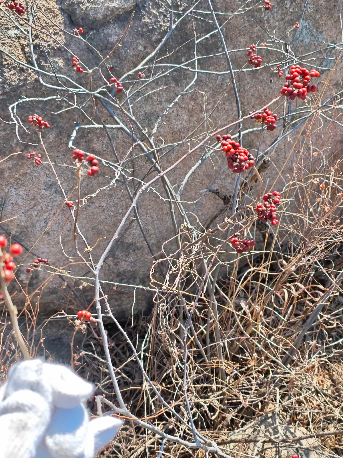 扁担杆 (Grewia biloba) — 环境展示