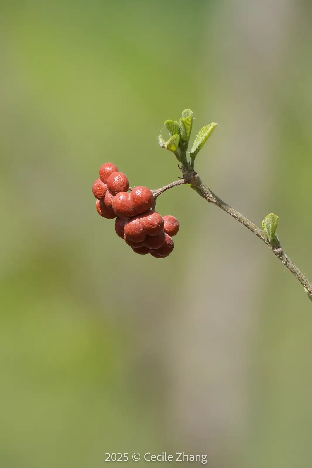 扁担杆 (Grewia biloba) — 主图