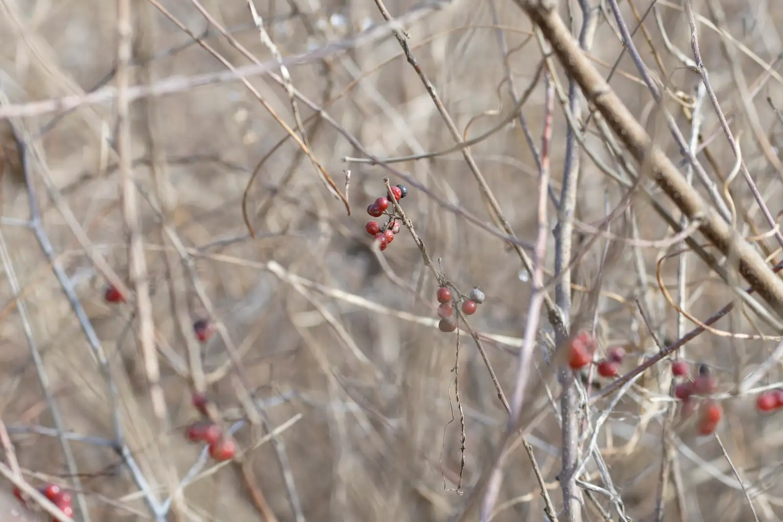 扁担杆 (Grewia biloba) — 更多视角
