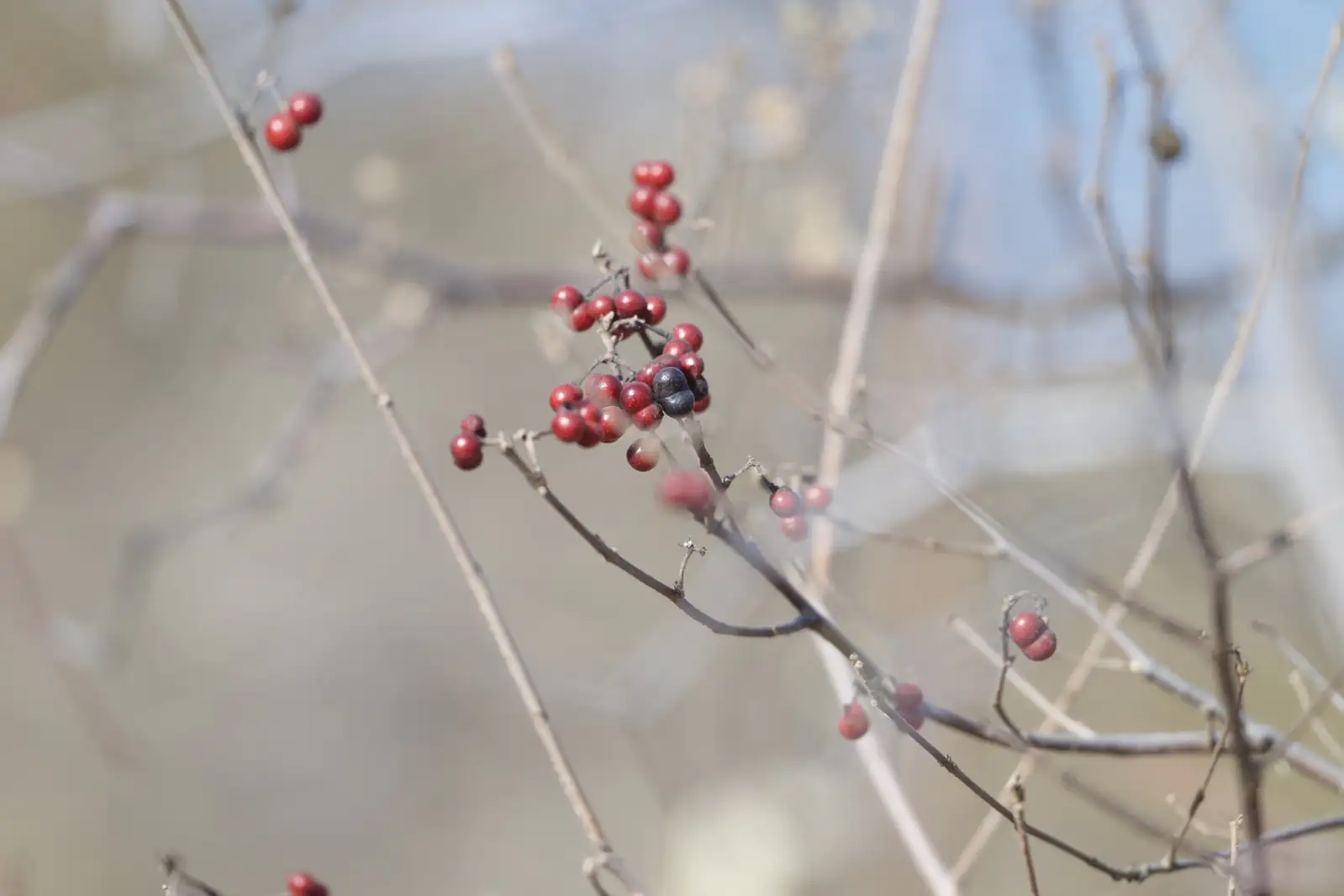 扁担杆 (Grewia biloba) — 更多视角