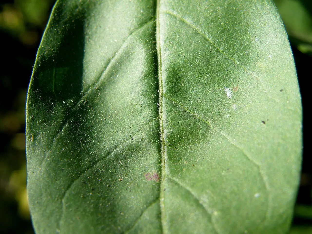 雪柳 (Fontanesia fortunei) — 更多视角
