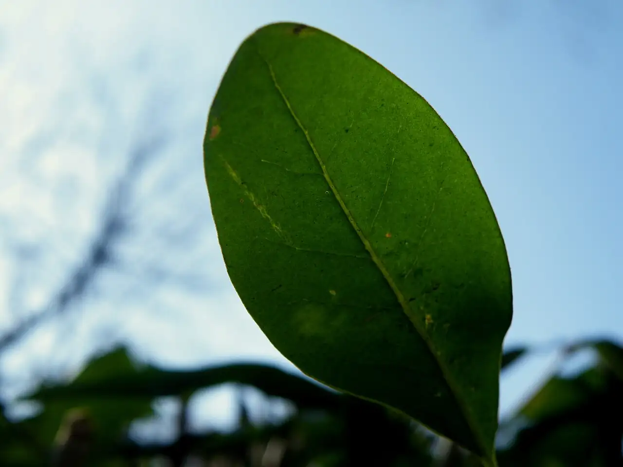雪柳 (Fontanesia fortunei) — 更多视角