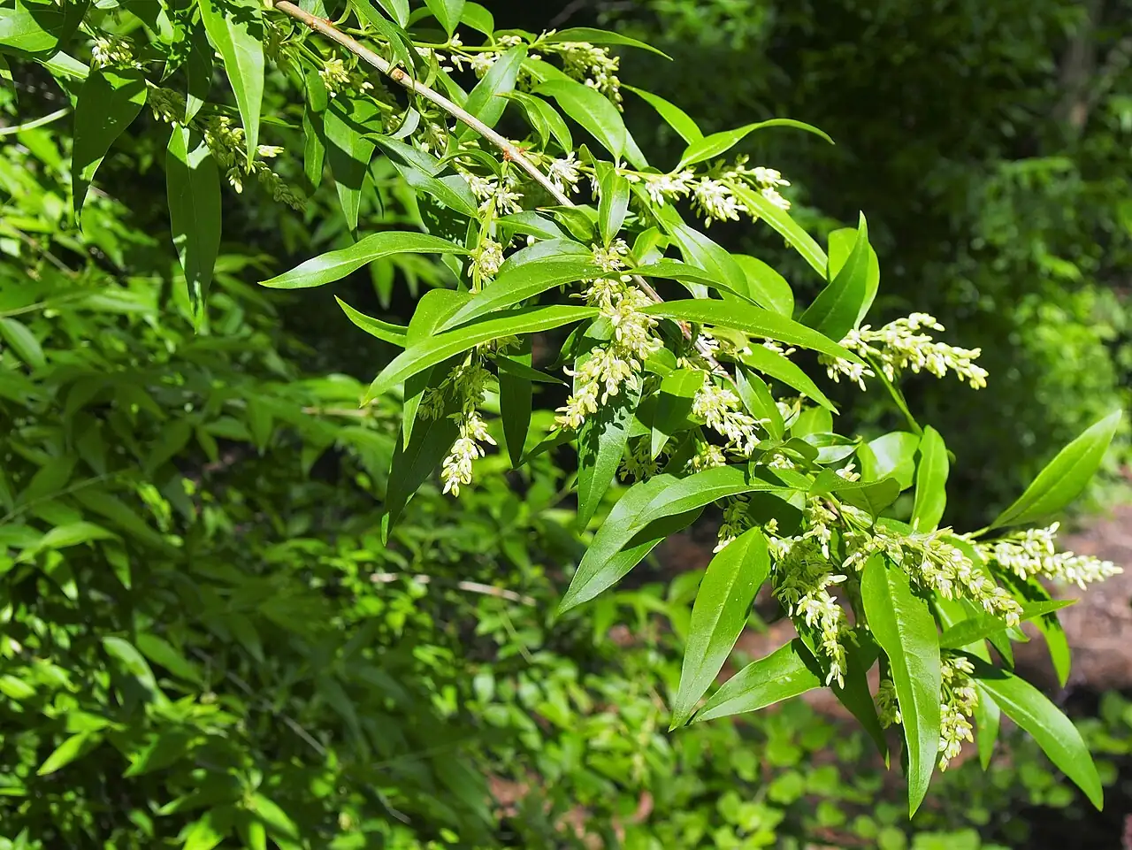 雪柳 (Fontanesia fortunei) — 更多视角