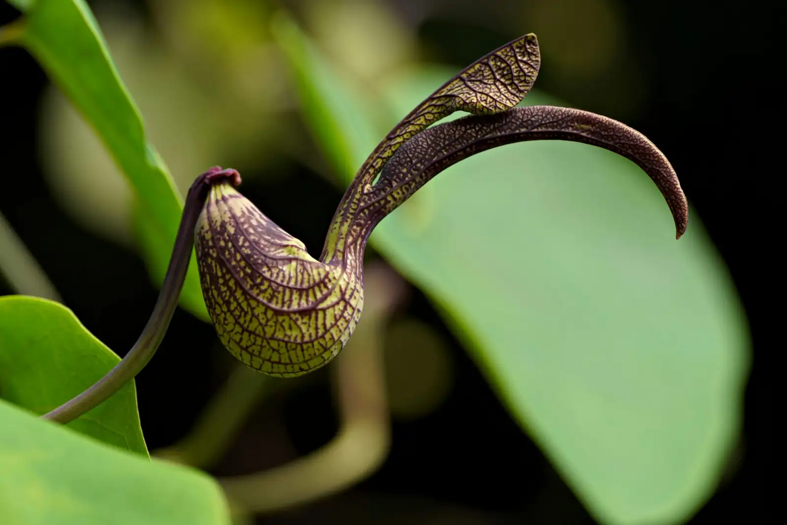 马兜铃 (Aristolochia debilis) — 主图