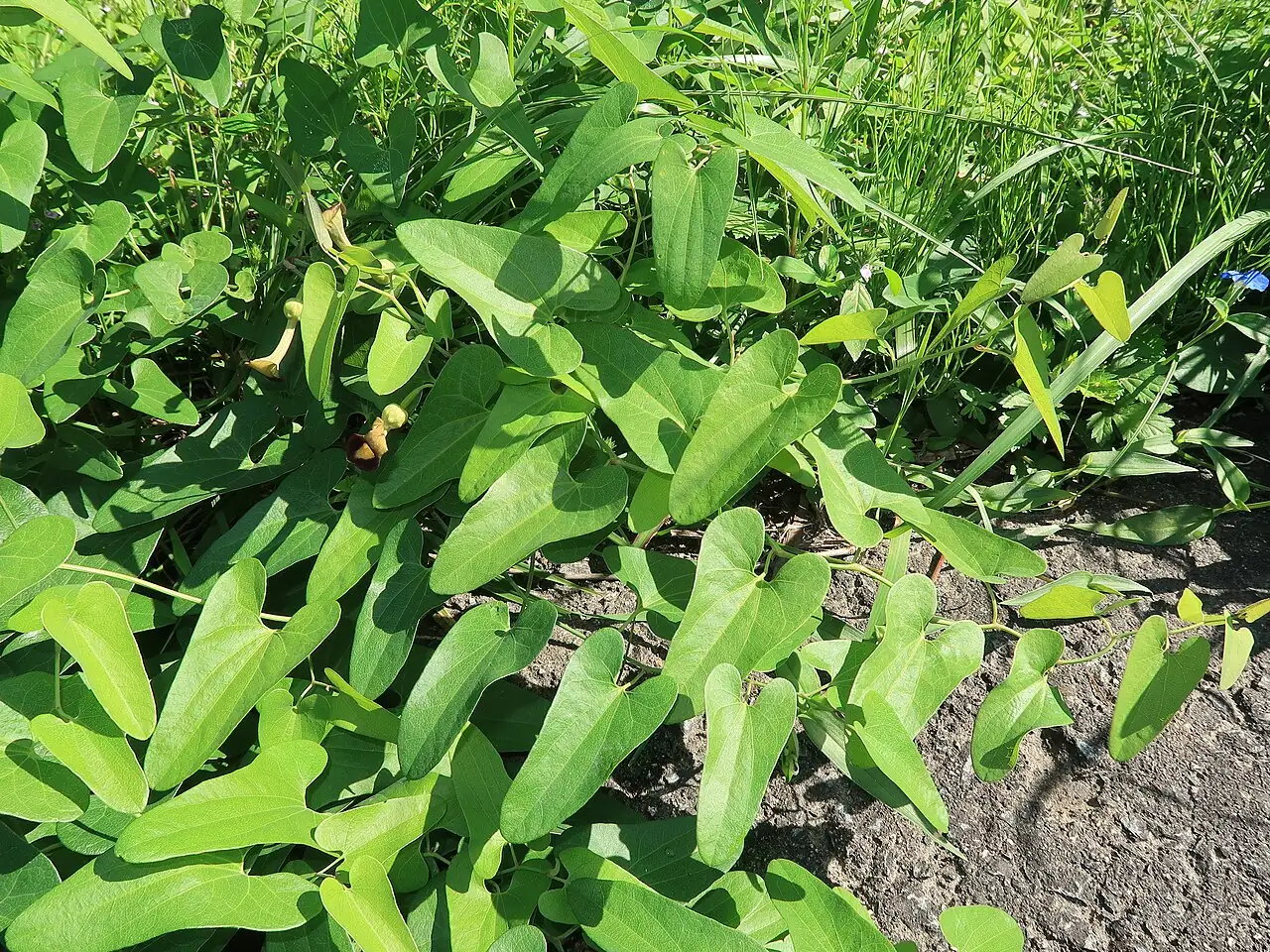 马兜铃 (Aristolochia debilis) — 特写
