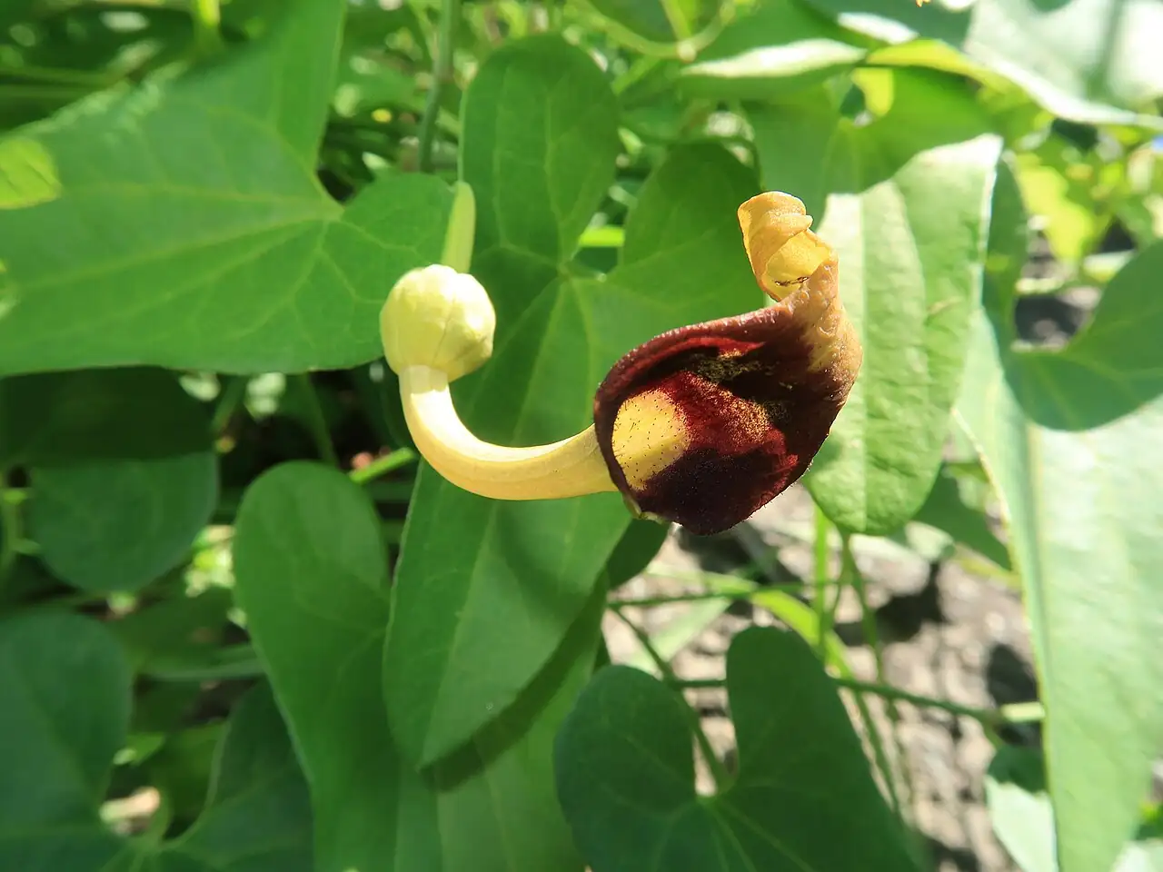 马兜铃 (Aristolochia debilis) — 细节
