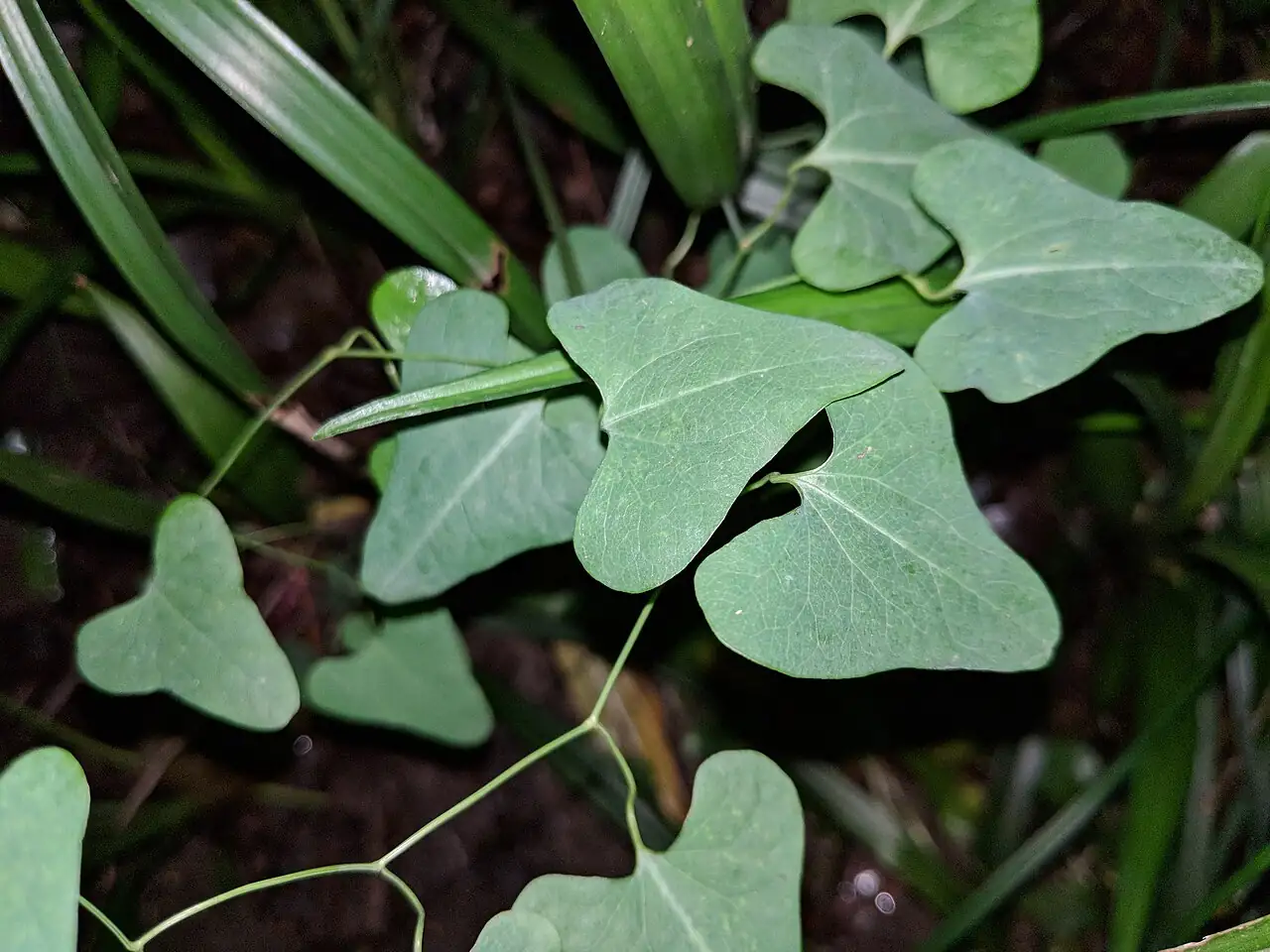 马兜铃 (Aristolochia debilis) — 环境展示