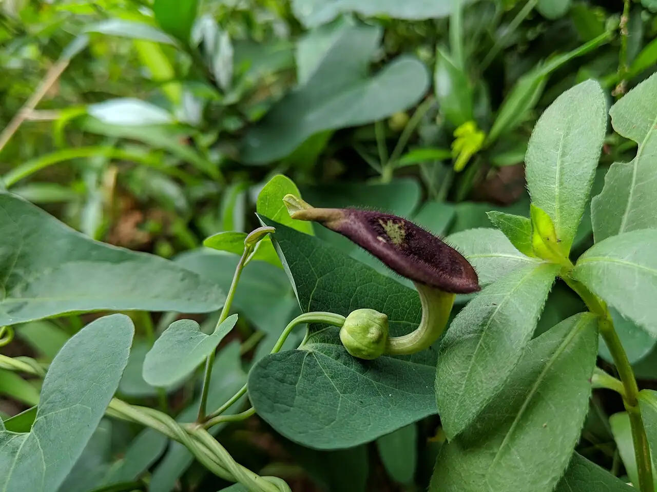 马兜铃 (Aristolochia debilis) — 更多视角