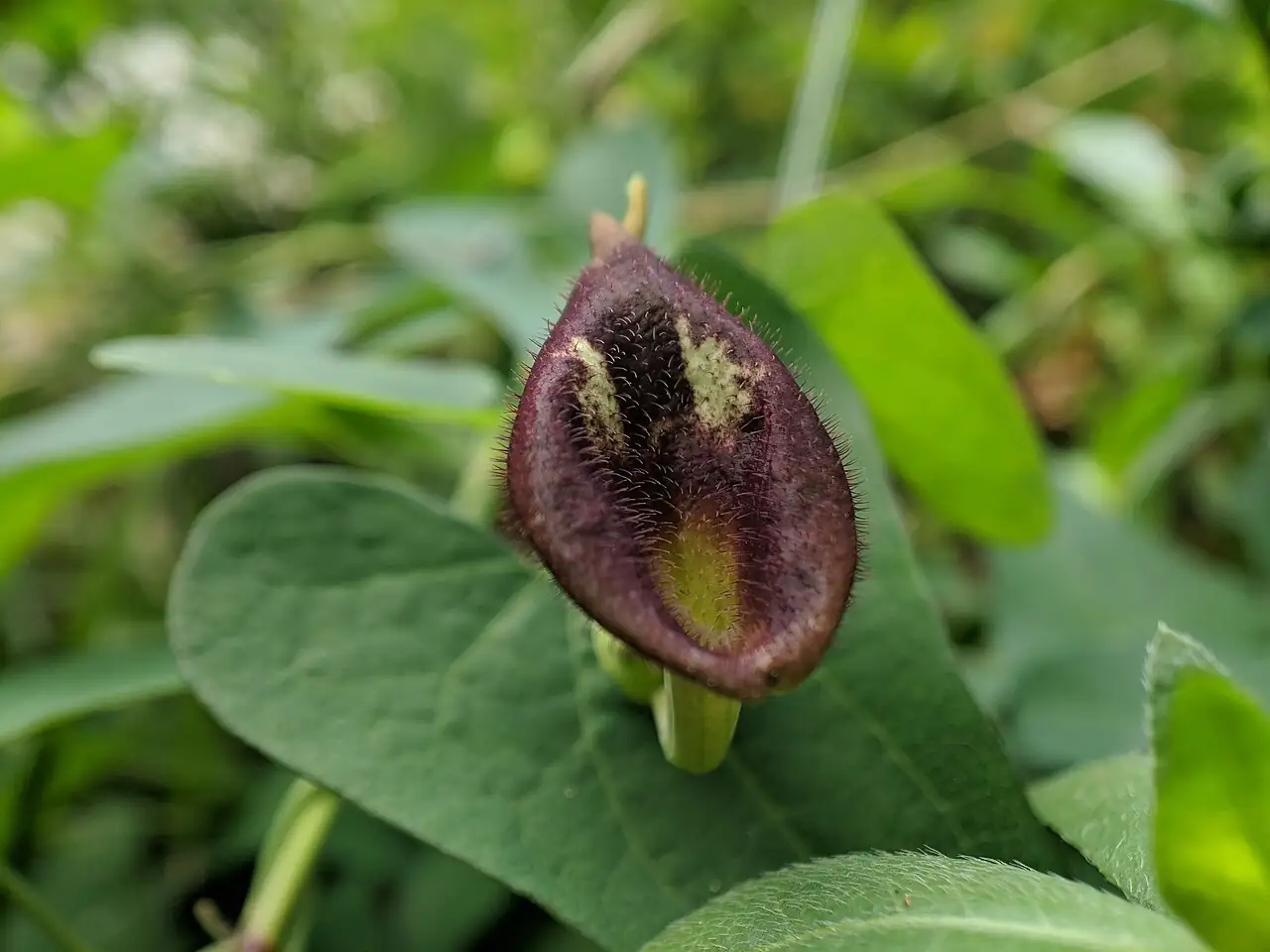 马兜铃 (Aristolochia debilis) — 更多视角