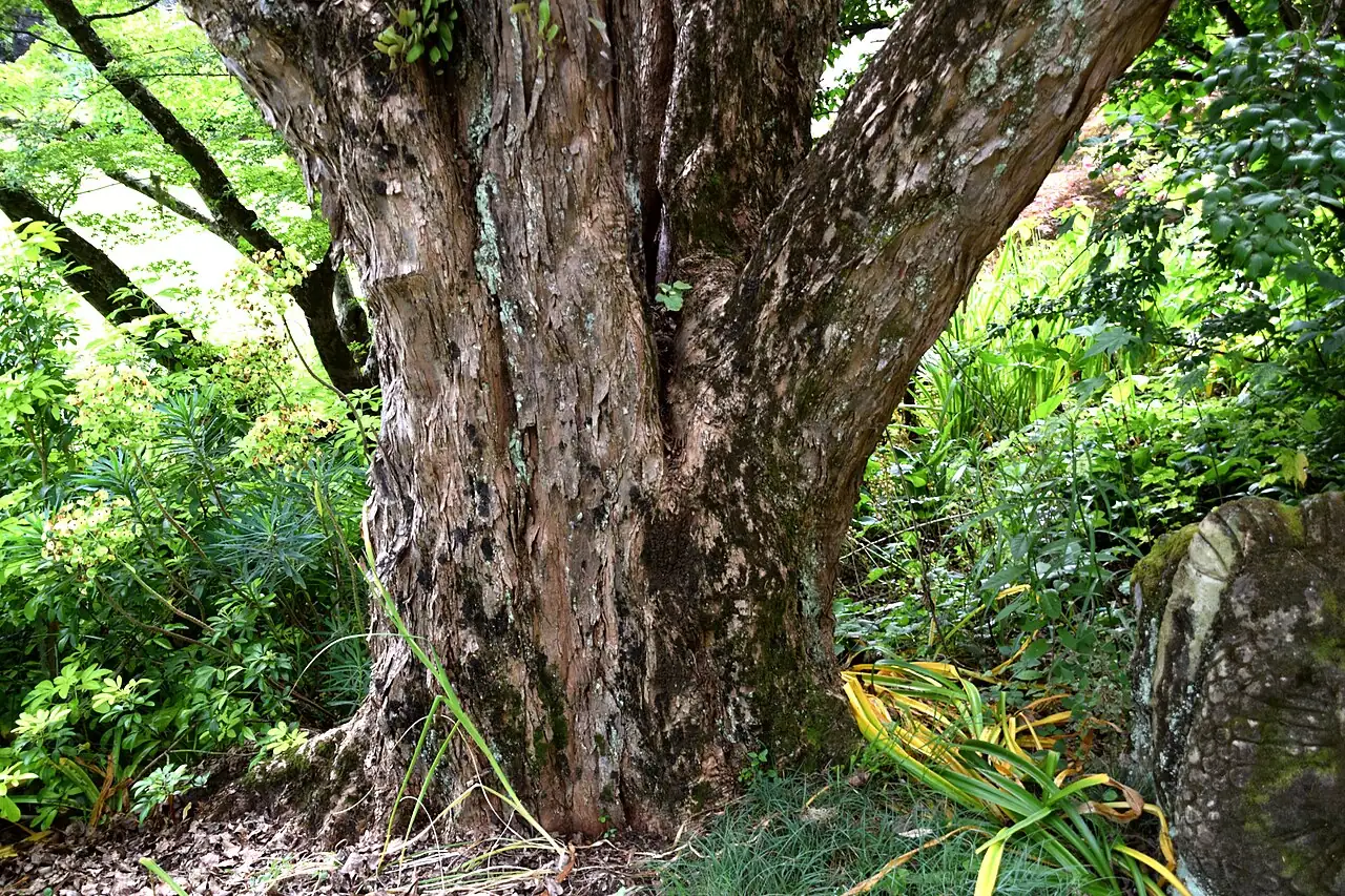 三角枫 (Acer buergerianum) — 特写