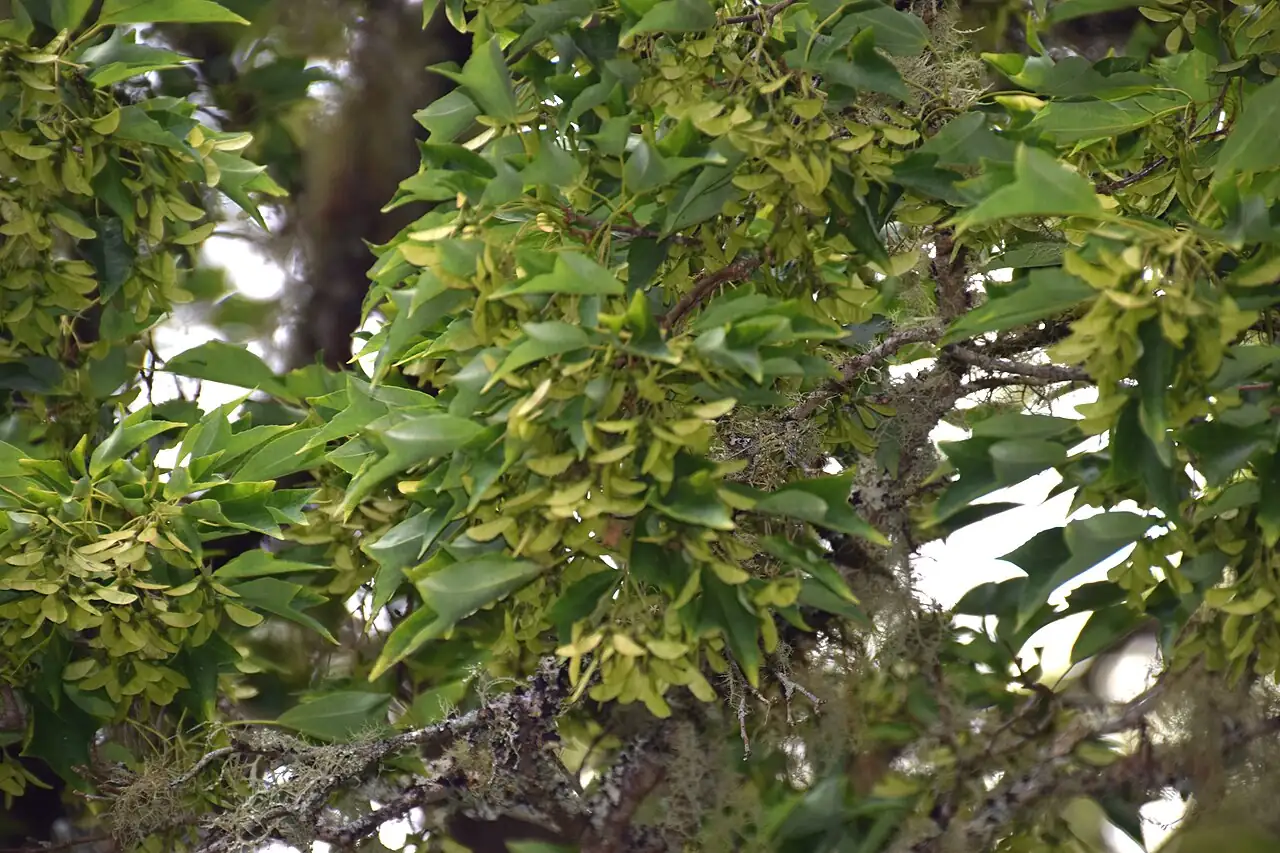 三角枫 (Acer buergerianum) — 更多视角