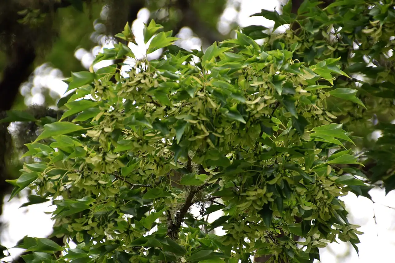 三角枫 (Acer buergerianum) — 细节
