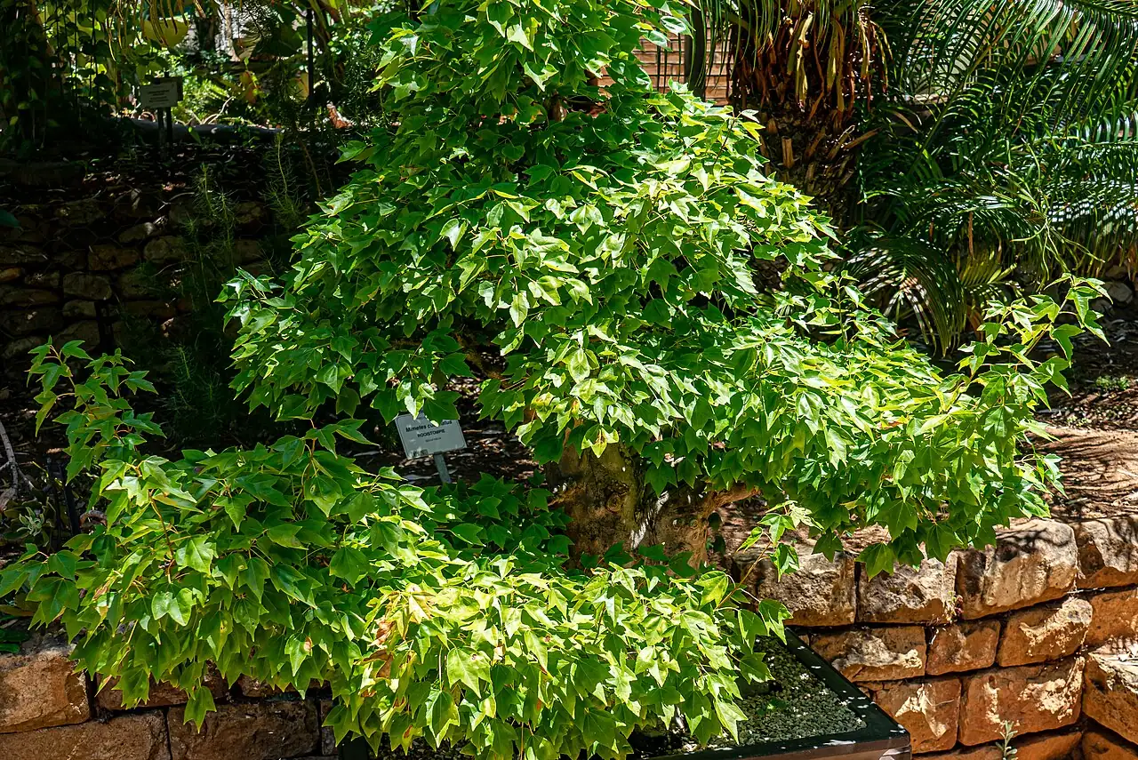 三角枫 (Acer buergerianum) — 主图