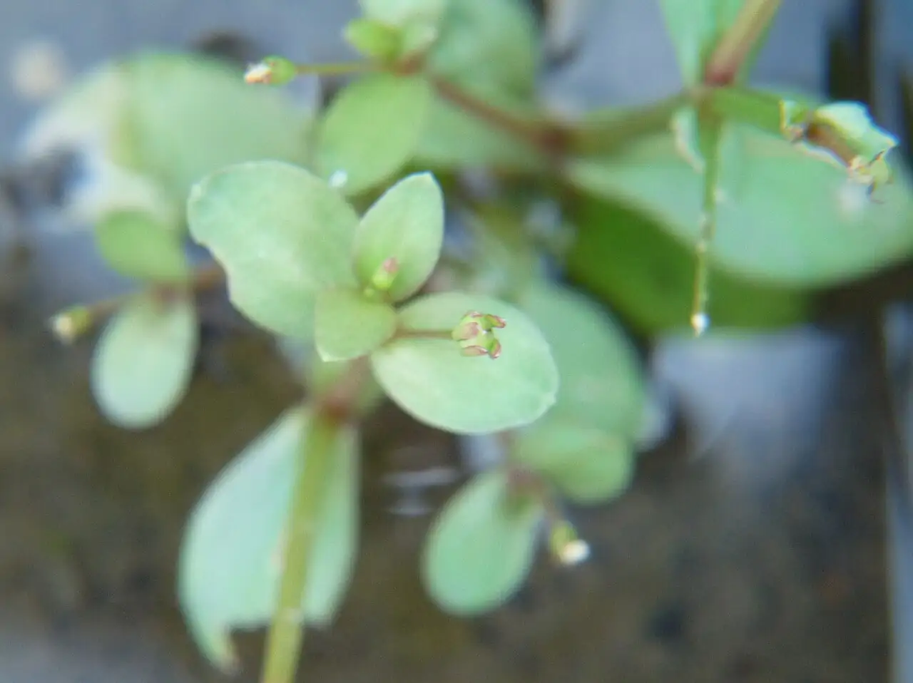 陌上菜 (Lindernia procumbens) — 更多视角