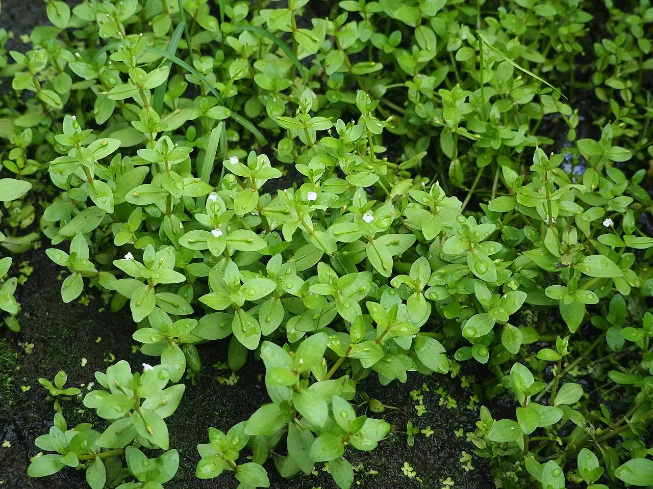 陌上菜 (Lindernia procumbens) — 主图