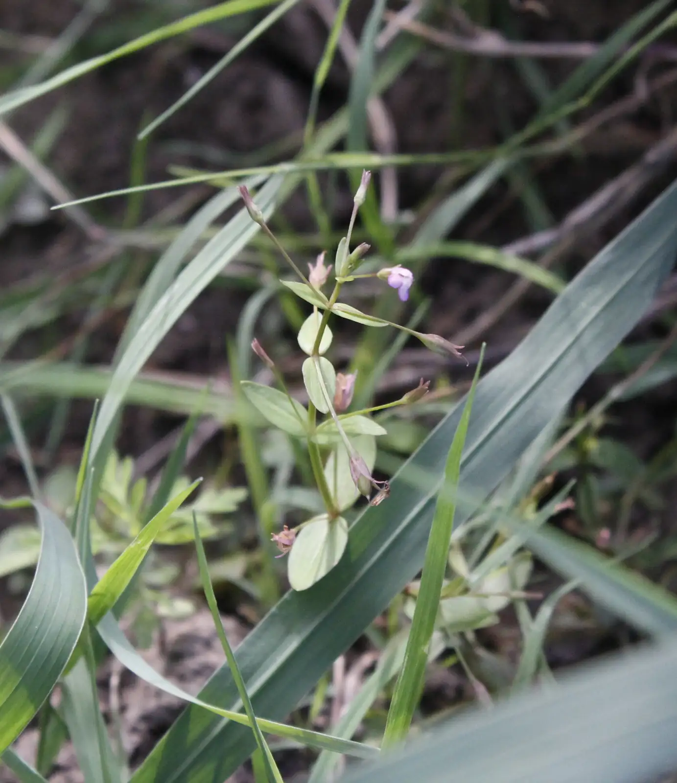 陌上菜 (Lindernia procumbens) — 环境展示