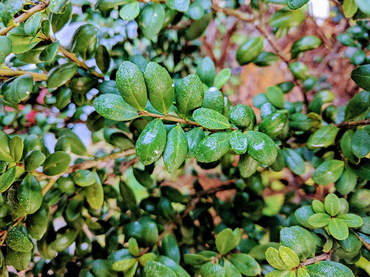 龟甲冬青 (Ilex crenata var. convexa) — 更多视角