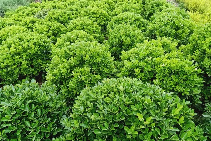 龟甲冬青 (Ilex crenata var. convexa) — 主图