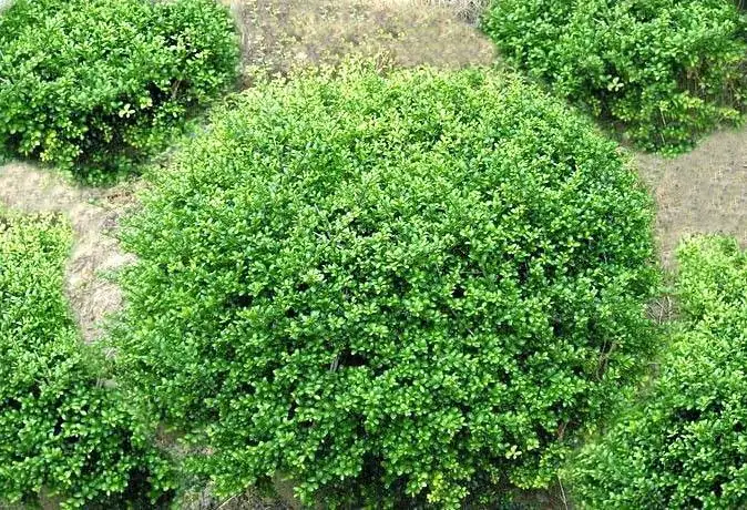 龟甲冬青 (Ilex crenata var. convexa) — 环境展示