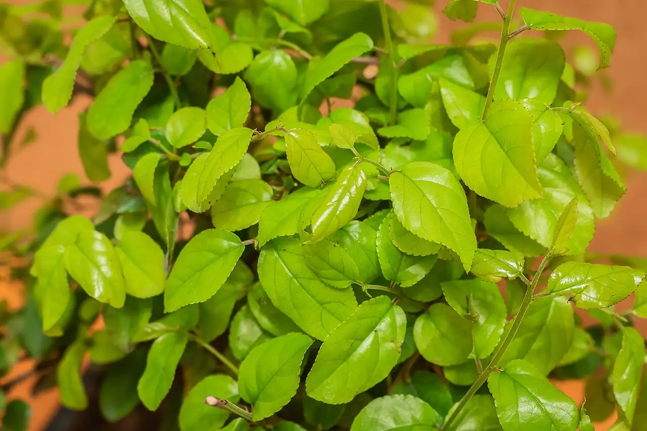 雀梅藤 (Sageretia thea) — 细节