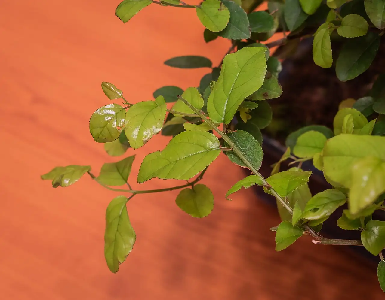 雀梅藤 (Sageretia thea) — 特写