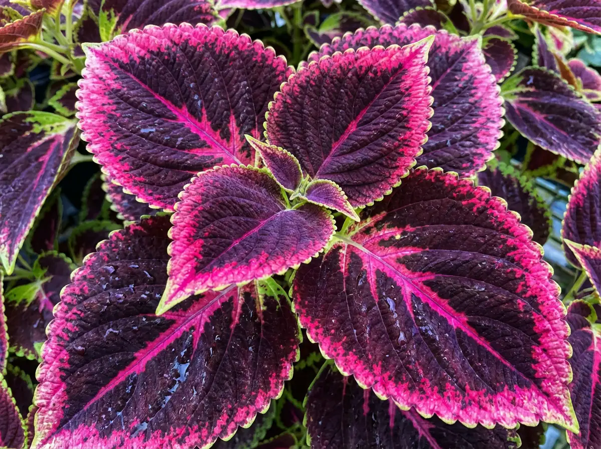 彩叶草 (Plectranthus scutellarioides (syn. Coleus scutellarioides; formerly Coleus blumei, Solenostemon scutellarioides)) — 细节
