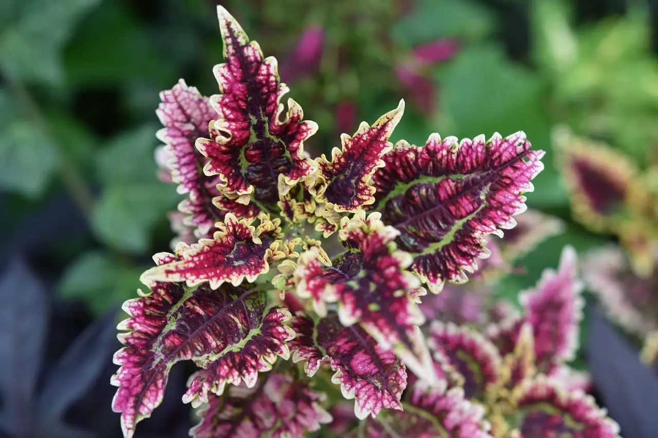 彩叶草 (Plectranthus scutellarioides (syn. Coleus scutellarioides; formerly Coleus blumei, Solenostemon scutellarioides)) — 主图