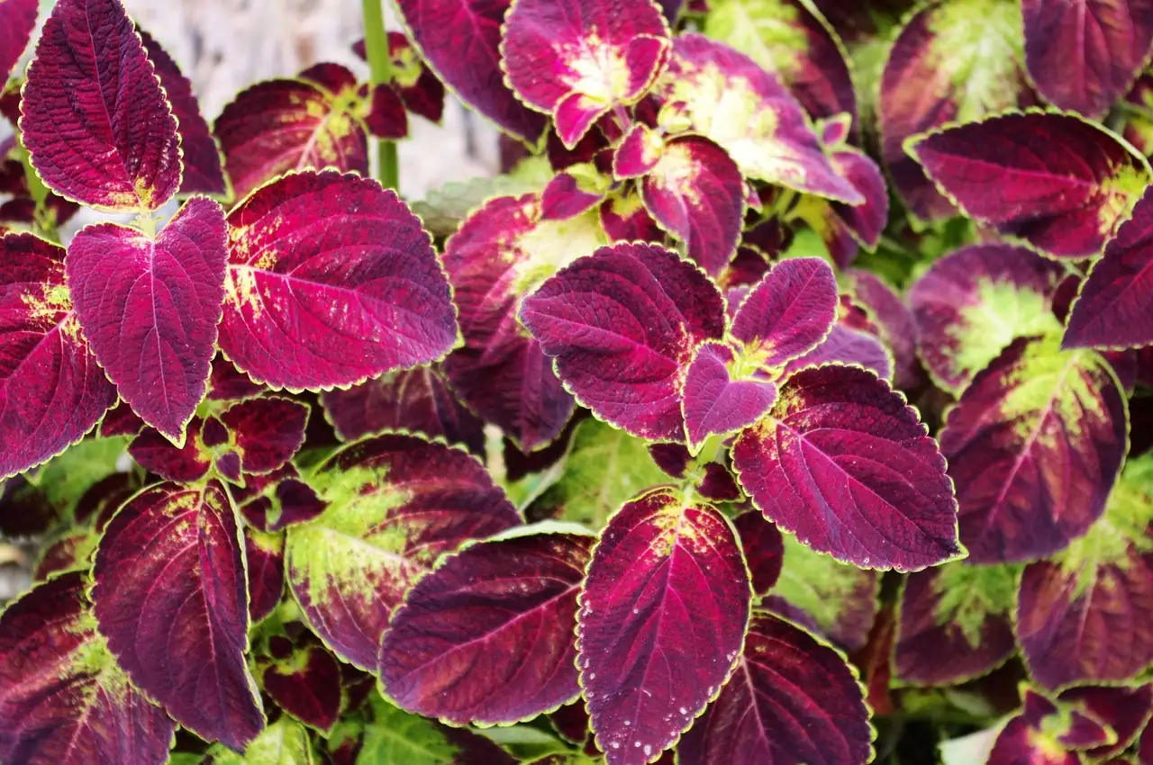 彩叶草 (Plectranthus scutellarioides (syn. Coleus scutellarioides; formerly Coleus blumei, Solenostemon scutellarioides)) — 更多视角