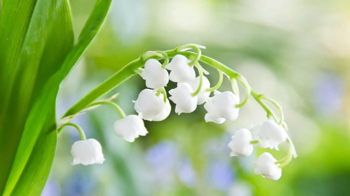 铃兰 (Convallaria majalis) — 细节